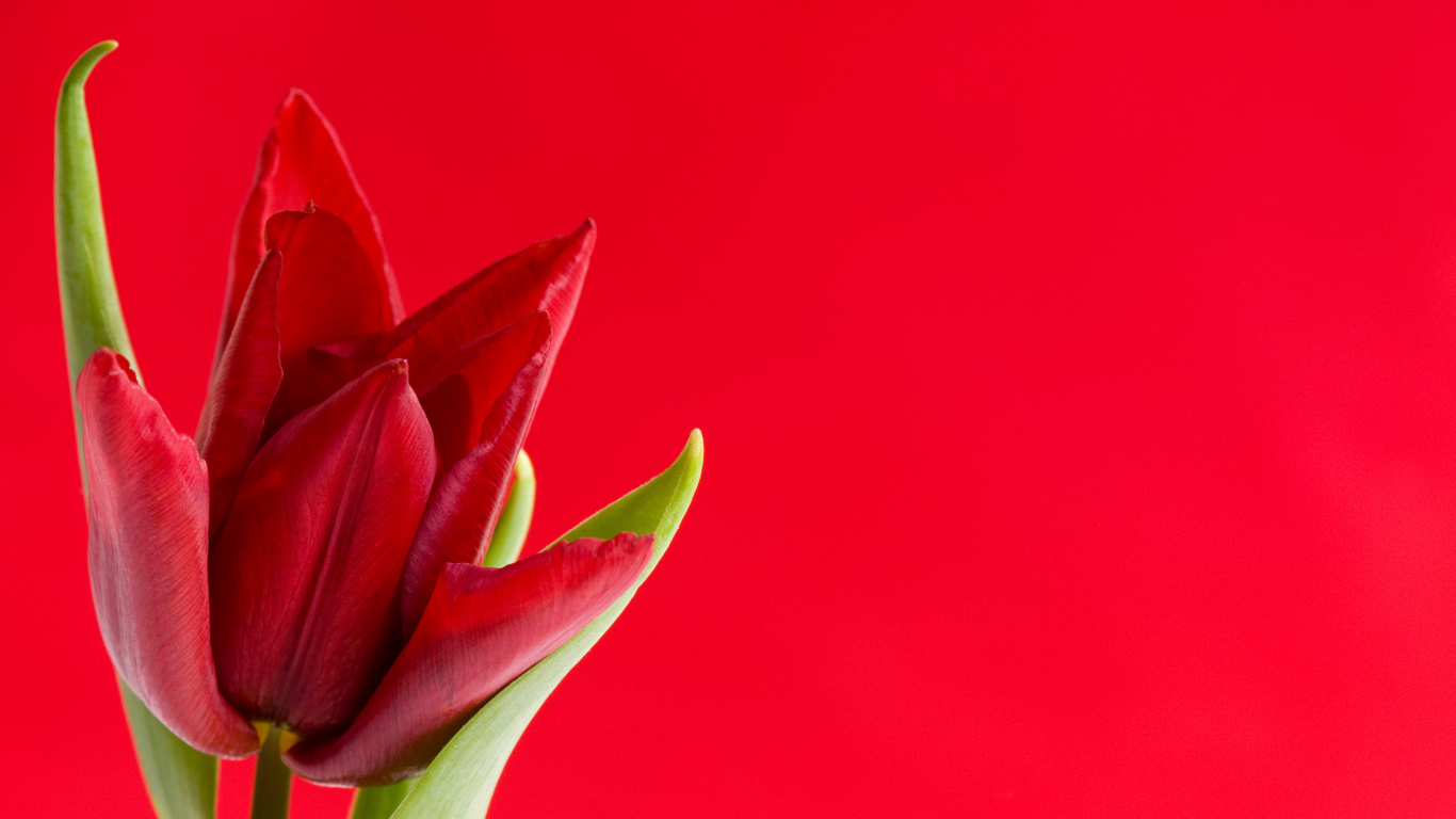 Красный тюльпан на красном фоне, шаблон для поздравительной открытки