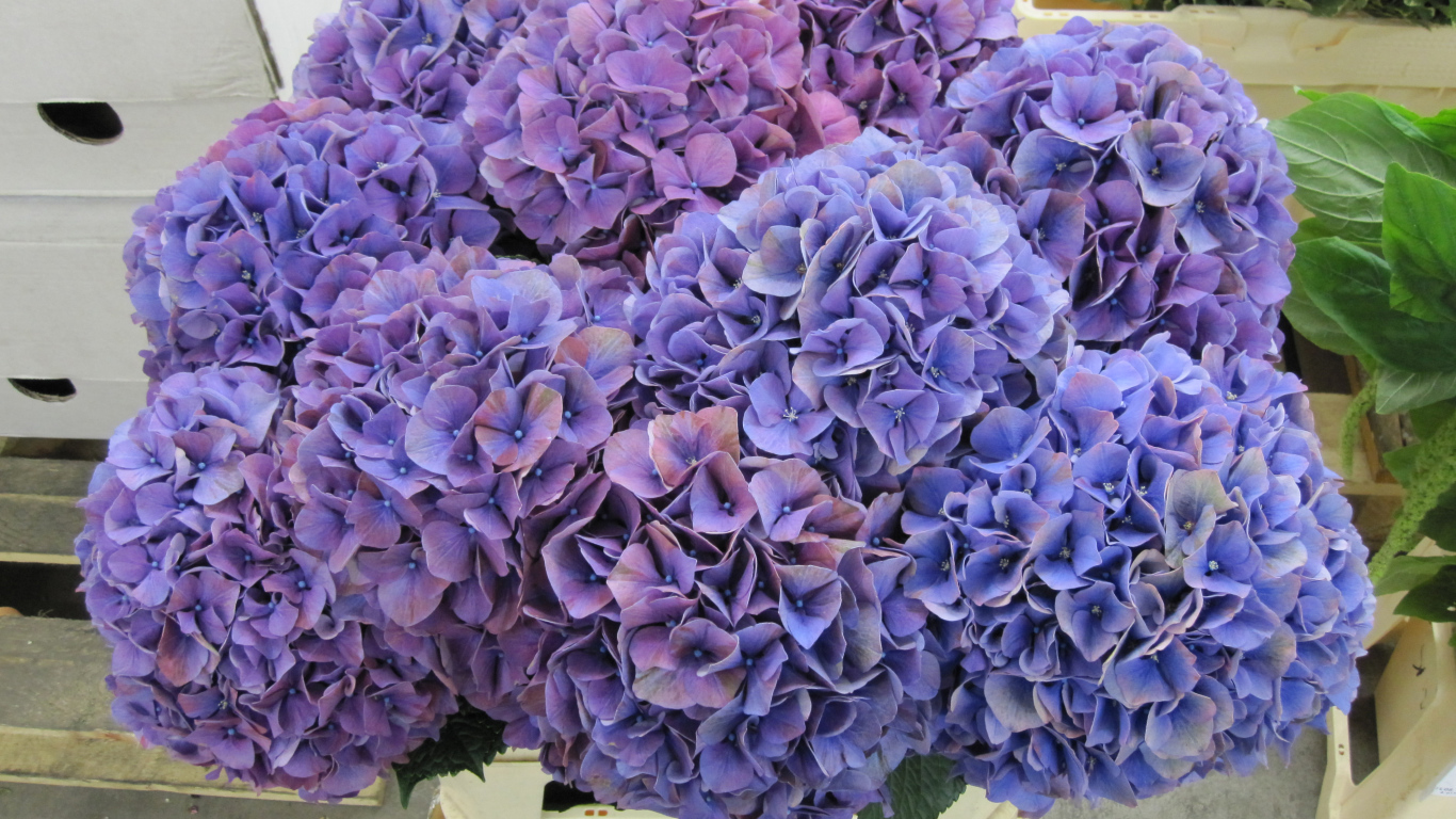 Фиолетовые цветы Гортензия крупным планом 
