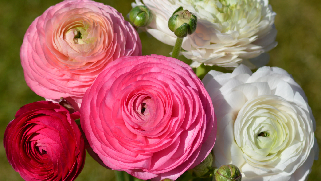 Белые и розовые красивые цветы лютики крупным планом