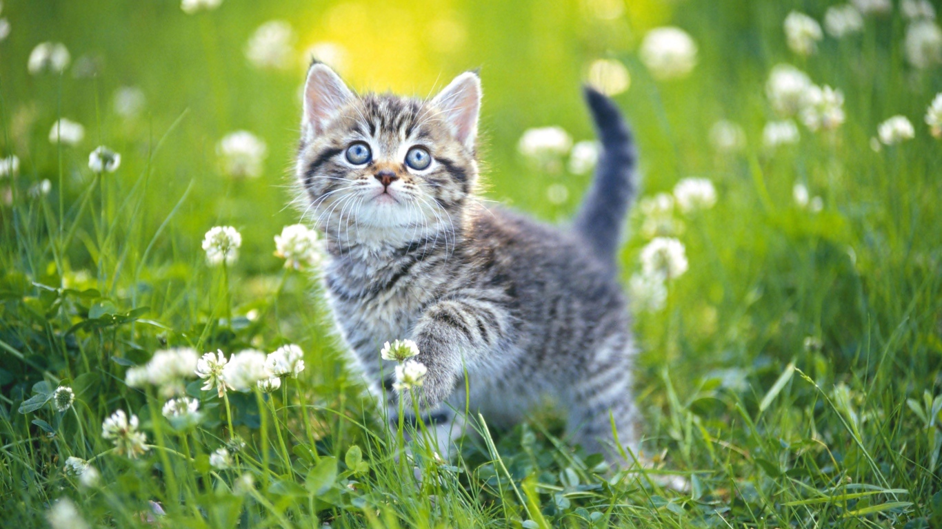 Маленький серый котенок гуляет по зеленой траве