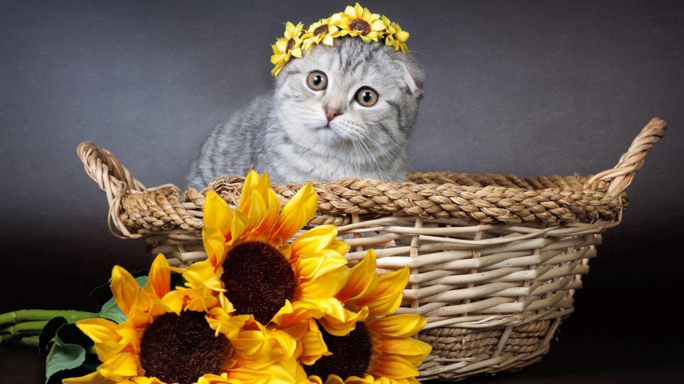 Котенок британец сидит в корзине с цветами