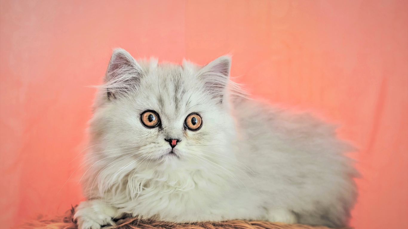 Пушистый белый персидский котенок на розовом фоне