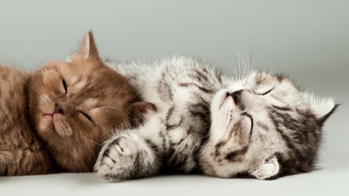 Два милых спящих котенка на сером фоне