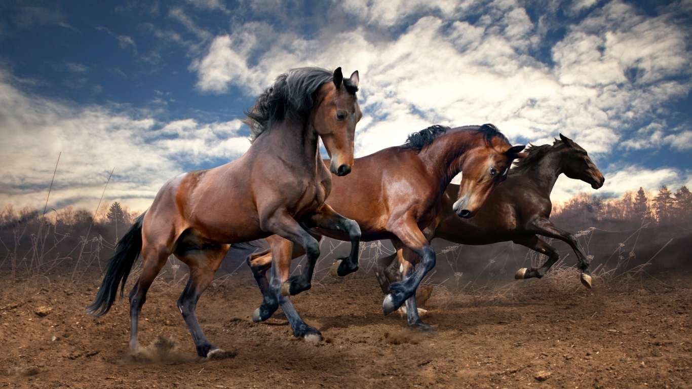 Красивые коричневые кони скачут по земле под красивым небом