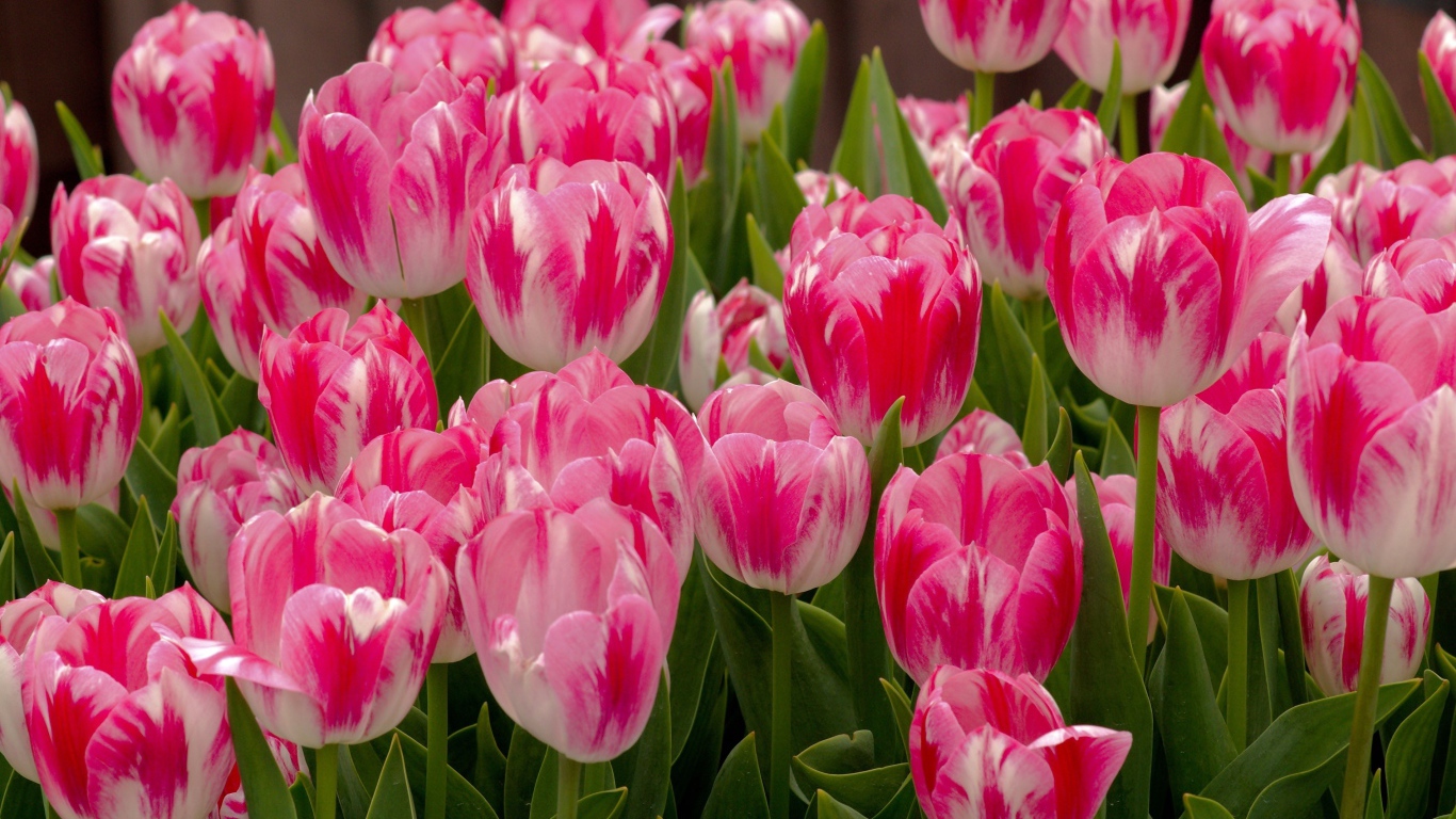 Красивые нежные розовые весенние цветы тюльпаны