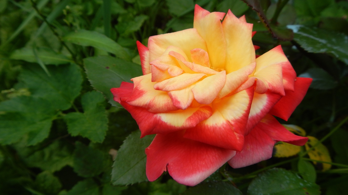 Красивая красно-желтая роза на клумбе крупным планом