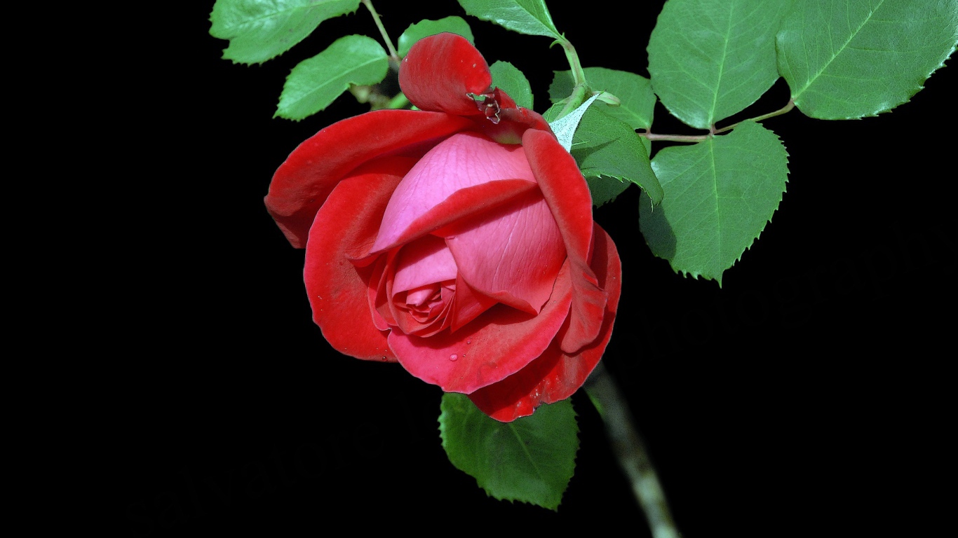Красивая красная роза с зелеными листьями на черном фоне