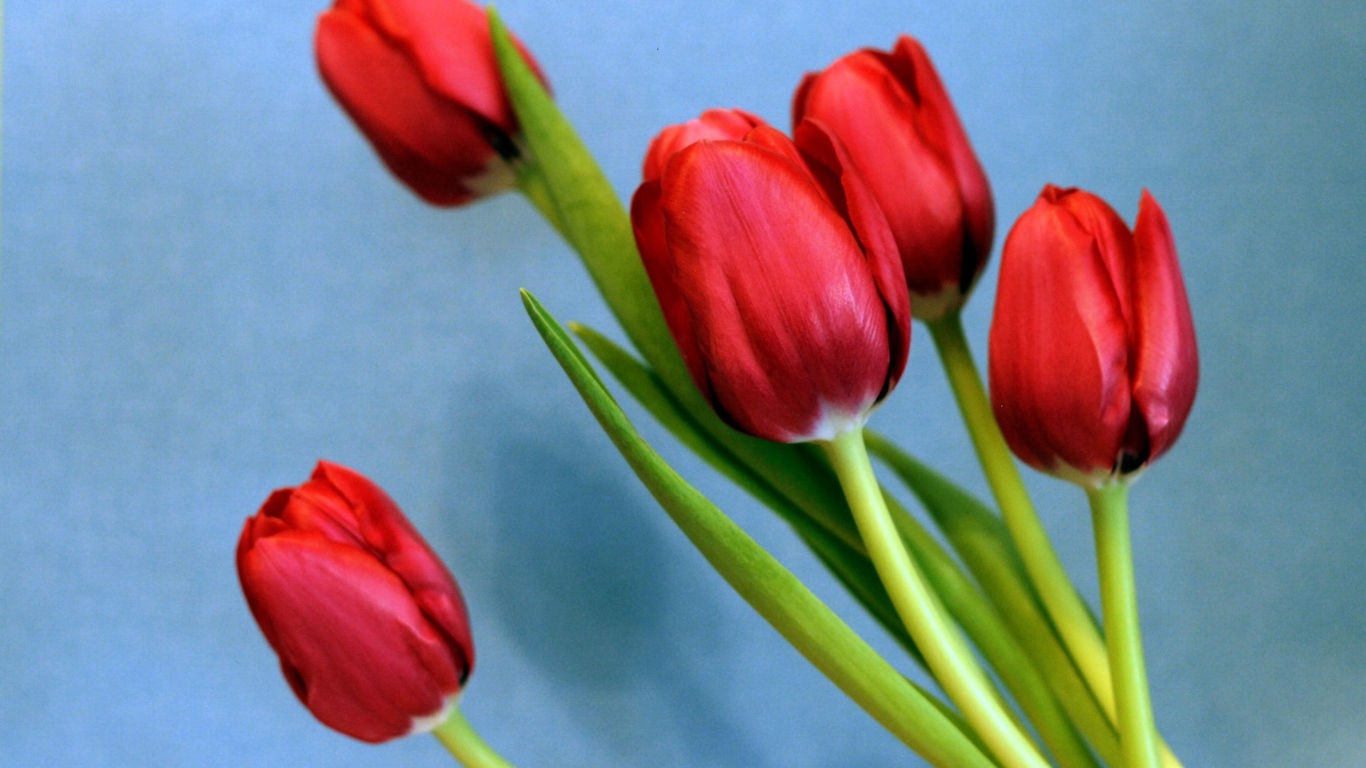 Букет красных тюльпанов на голубом фоне