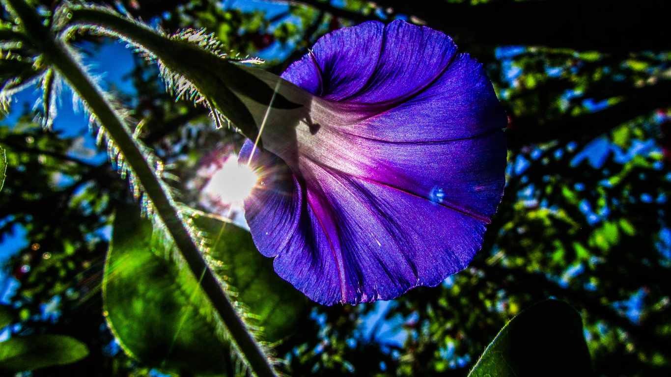 Фиолетовый цветок ипомея в лучах солнца