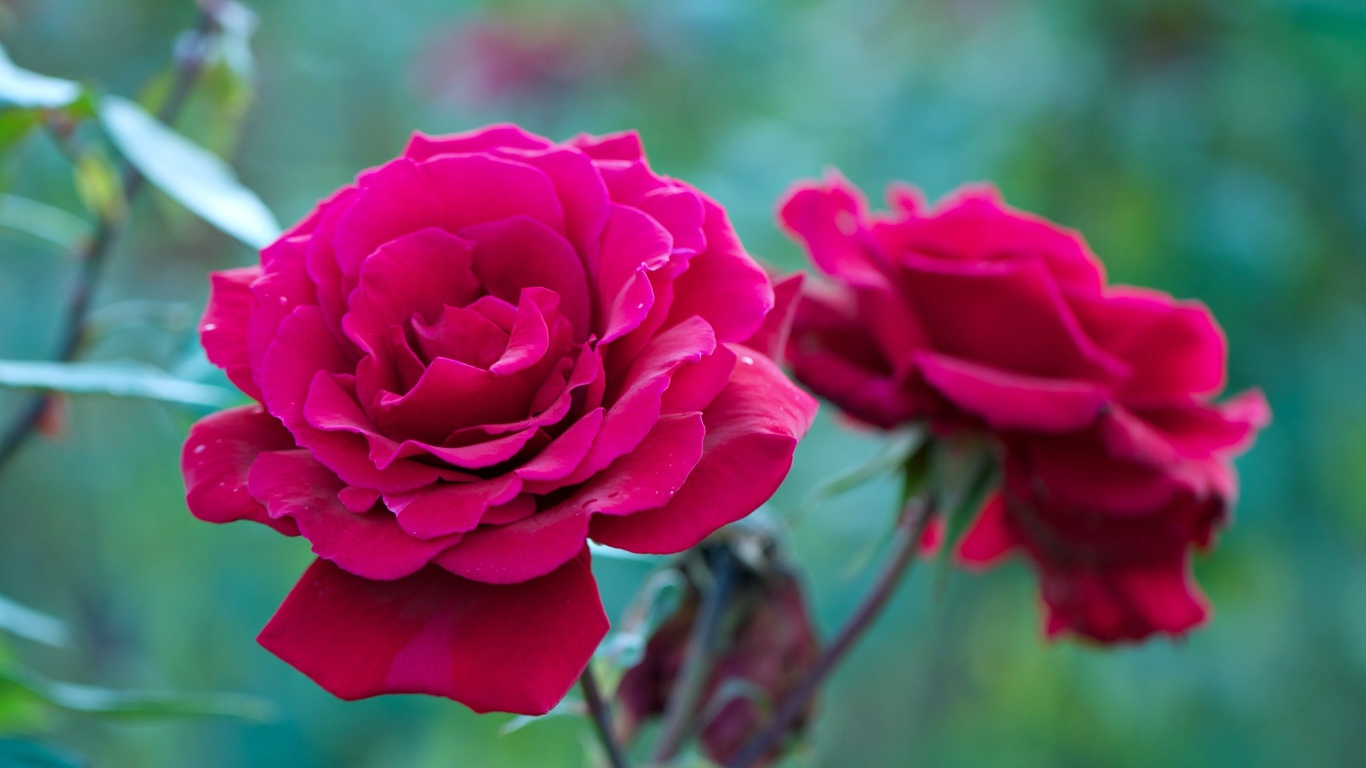 Two red roses on a flower bed closeup