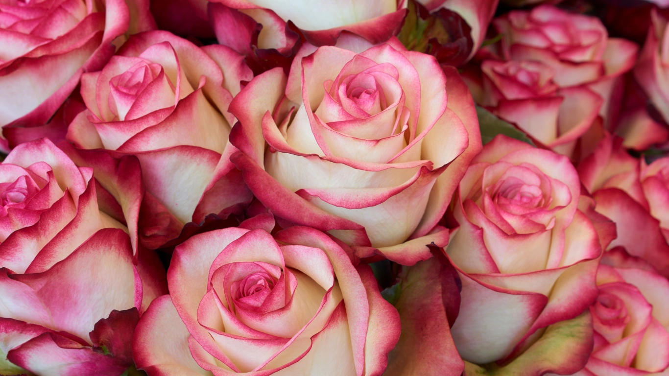 Бело - розовые большие розы крупным планом