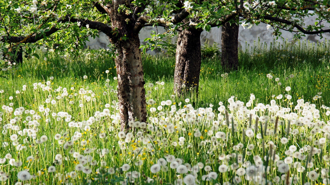 Белые одуванчики в зеленой траве в цветущем саду весной