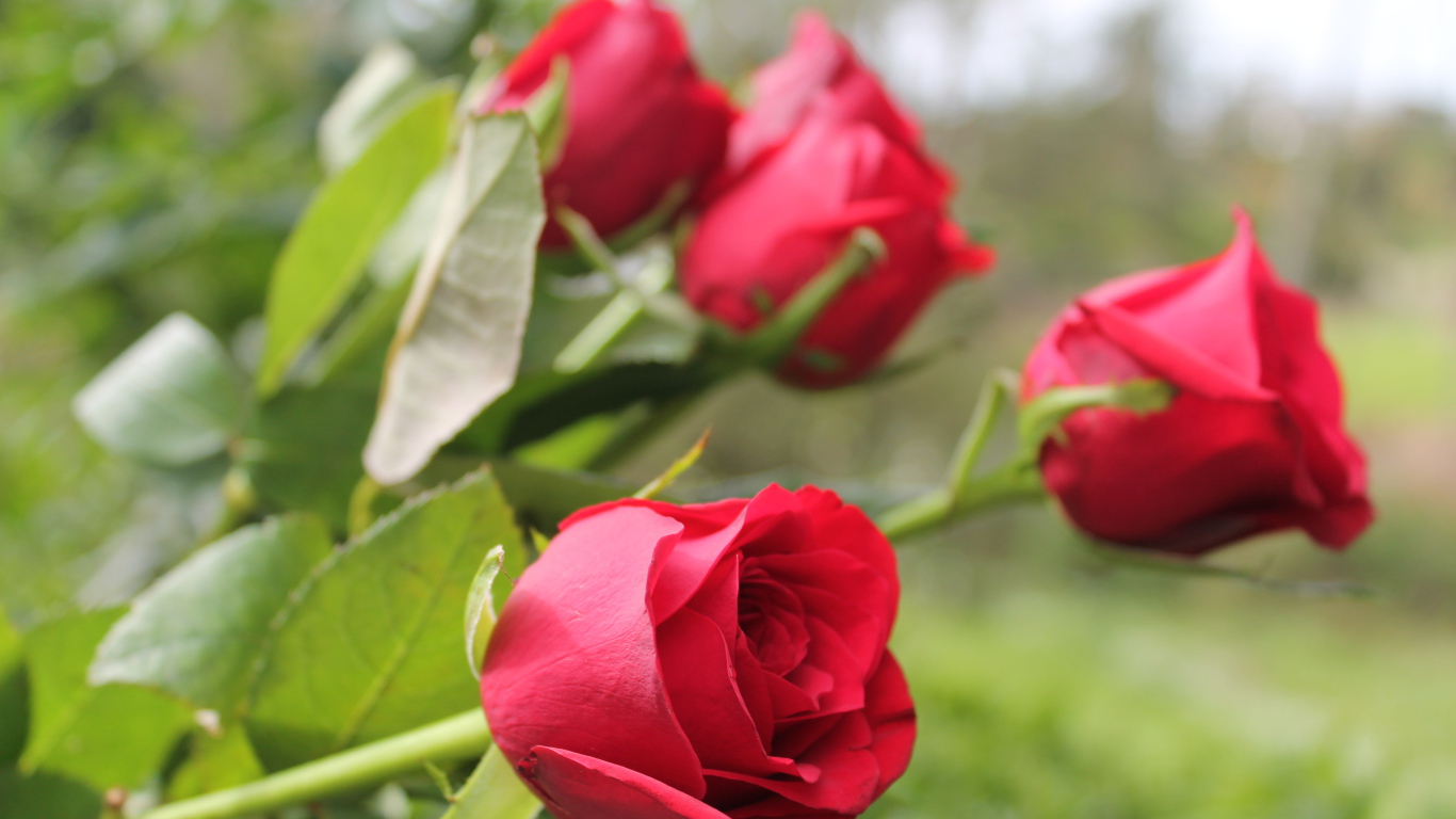 Красивые алые английские розы 