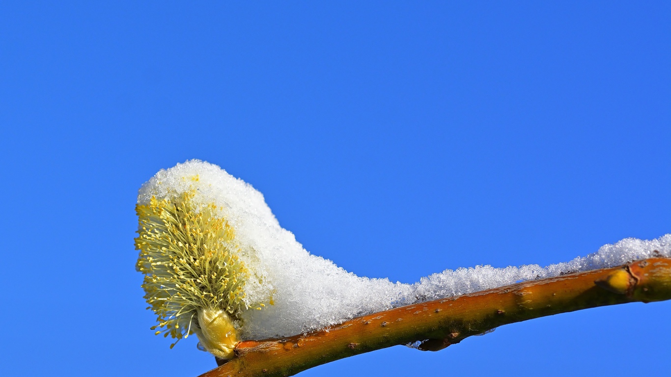 Снег на ветке с почкой на фоне голубого неба