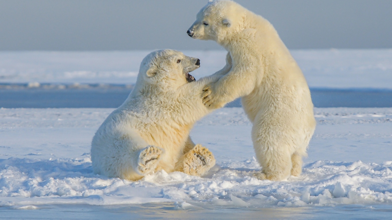 Два полярных медведя на снегу
