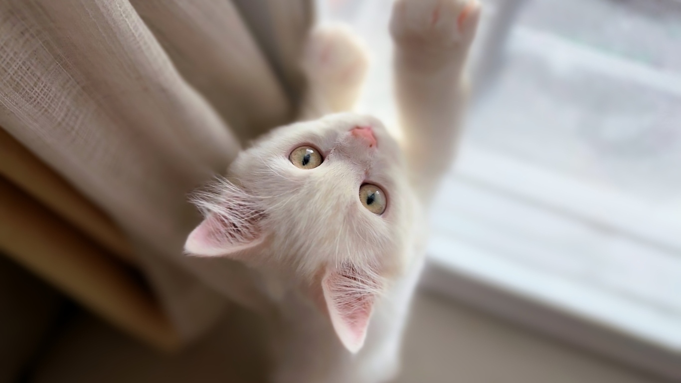 Белый котенок стоит у окна
