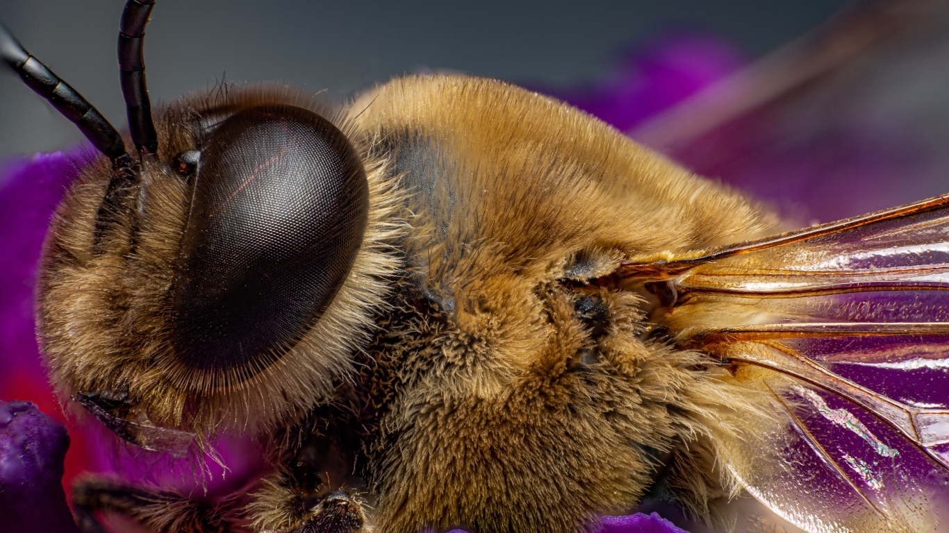 Лохматая пчела на цветке крупным планом
