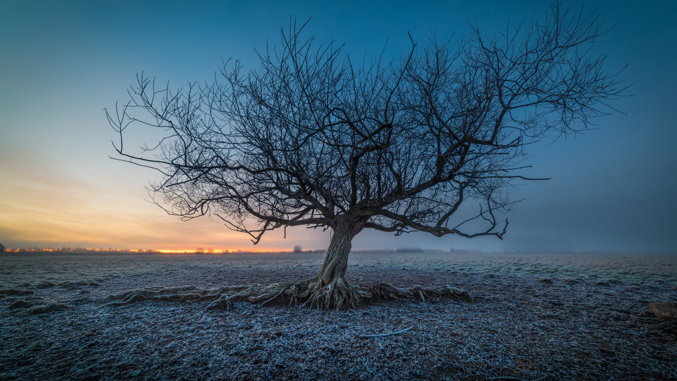 Большое старое дерево на покрытой морозом земле