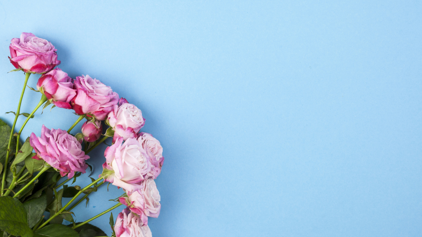 Букет розовых роз на голубом фоне, шаблон для открытки 