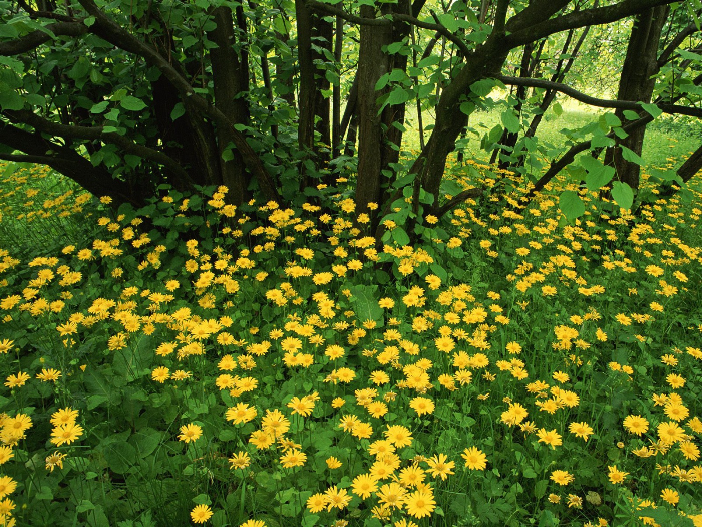 Leopardsbane цветы в Шотландии