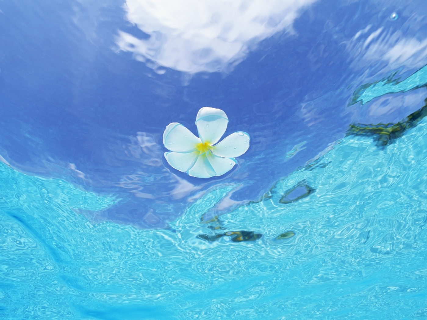Цветок в воде