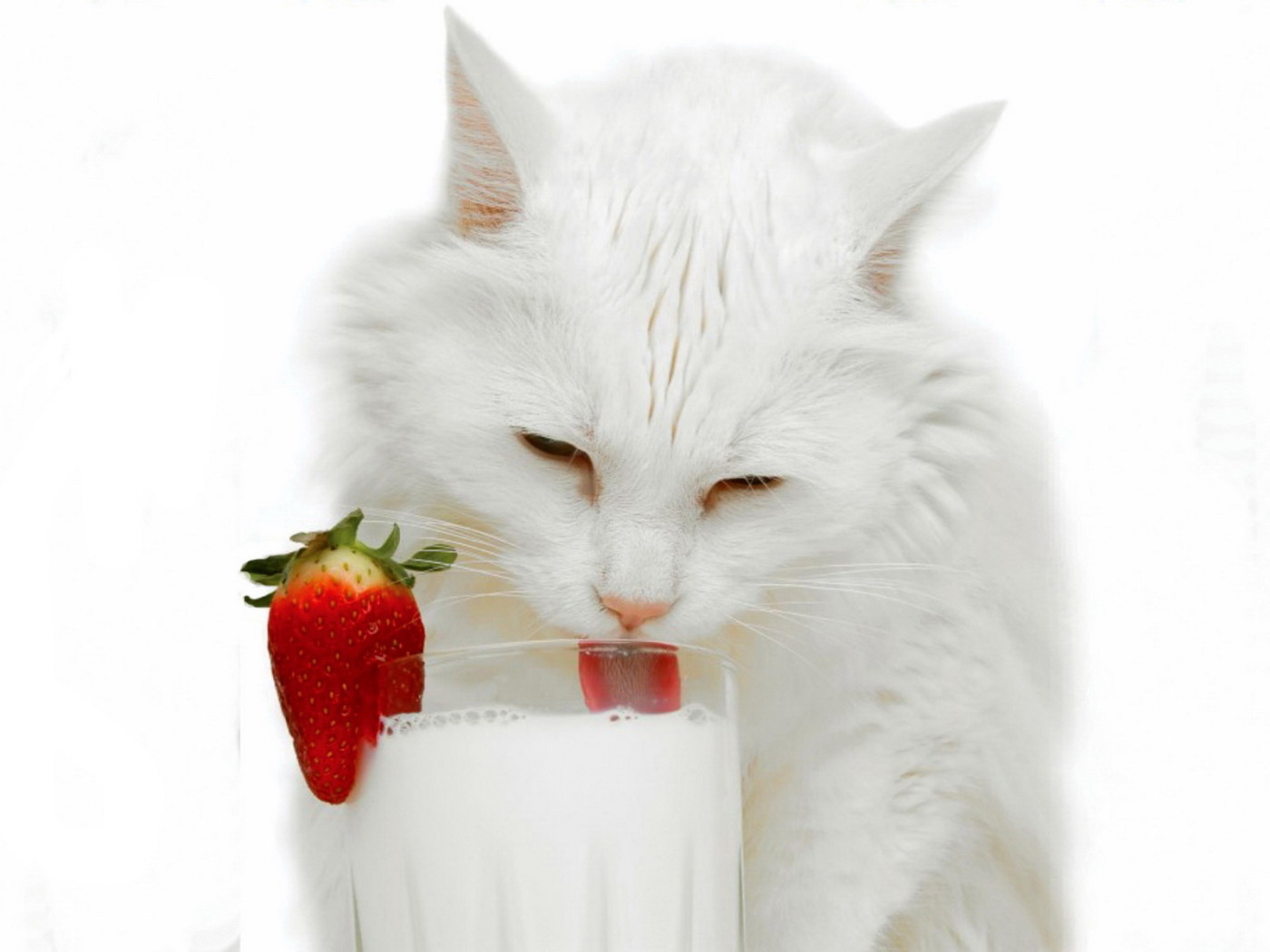 Белая кошка и молоко