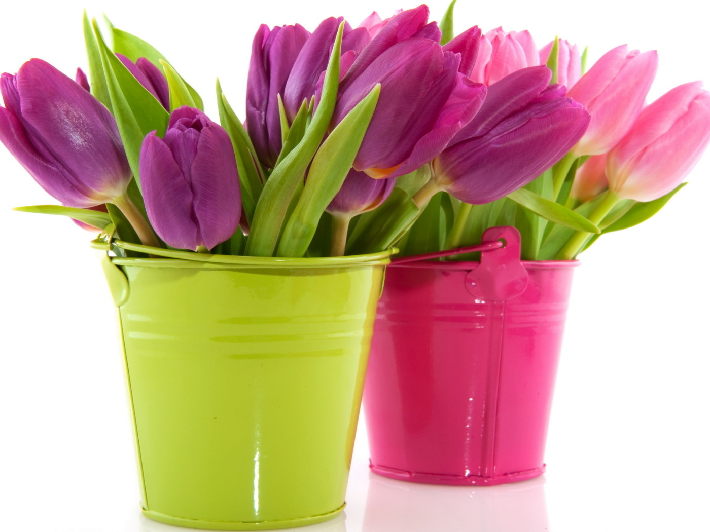 Tulips in the bucket