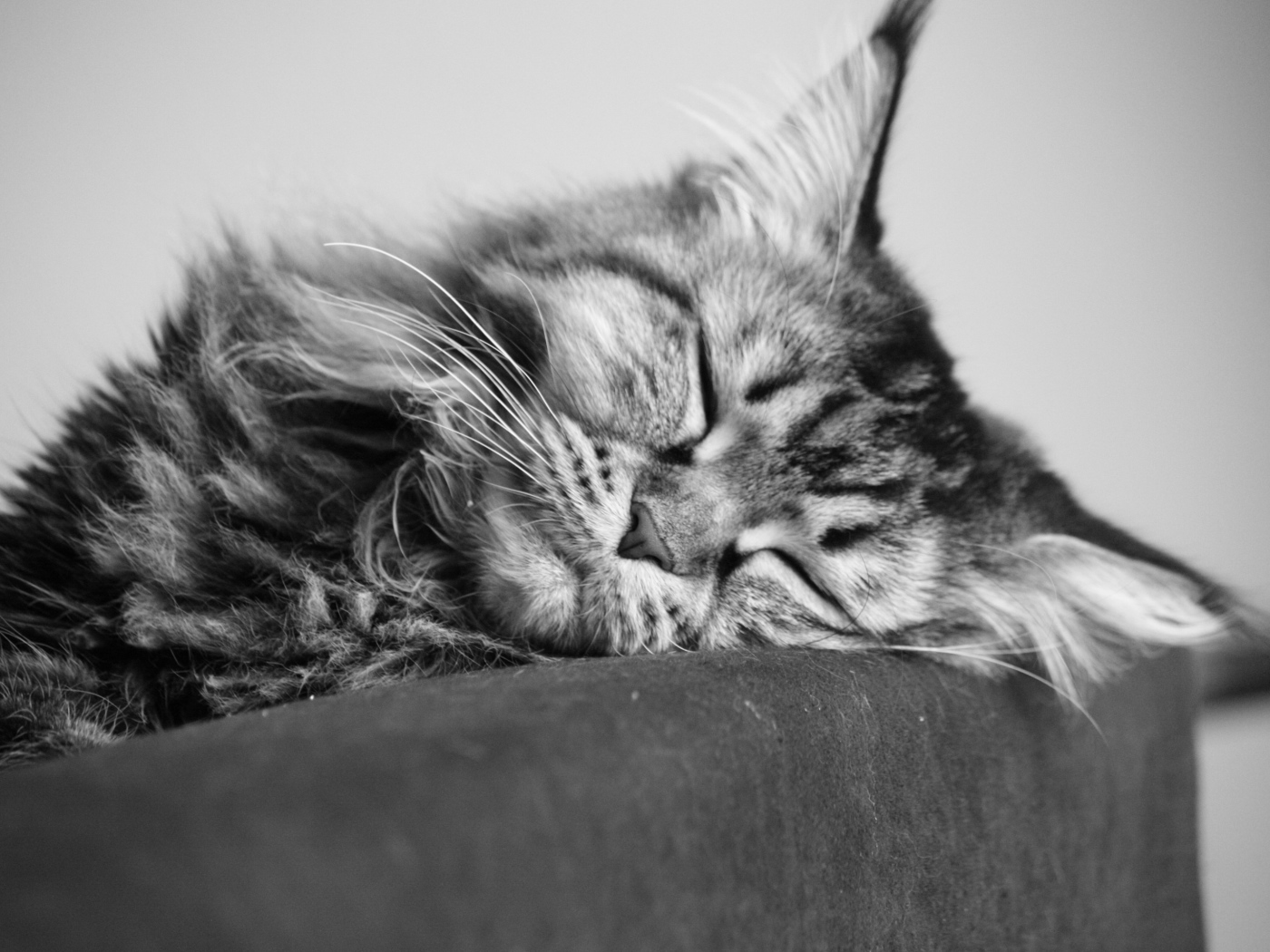 A young Maine Coon cat sleeping, black-and-white photo