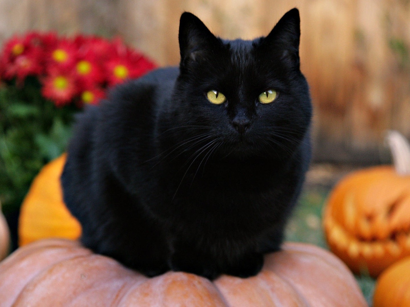 Чёрный кот на тыкве