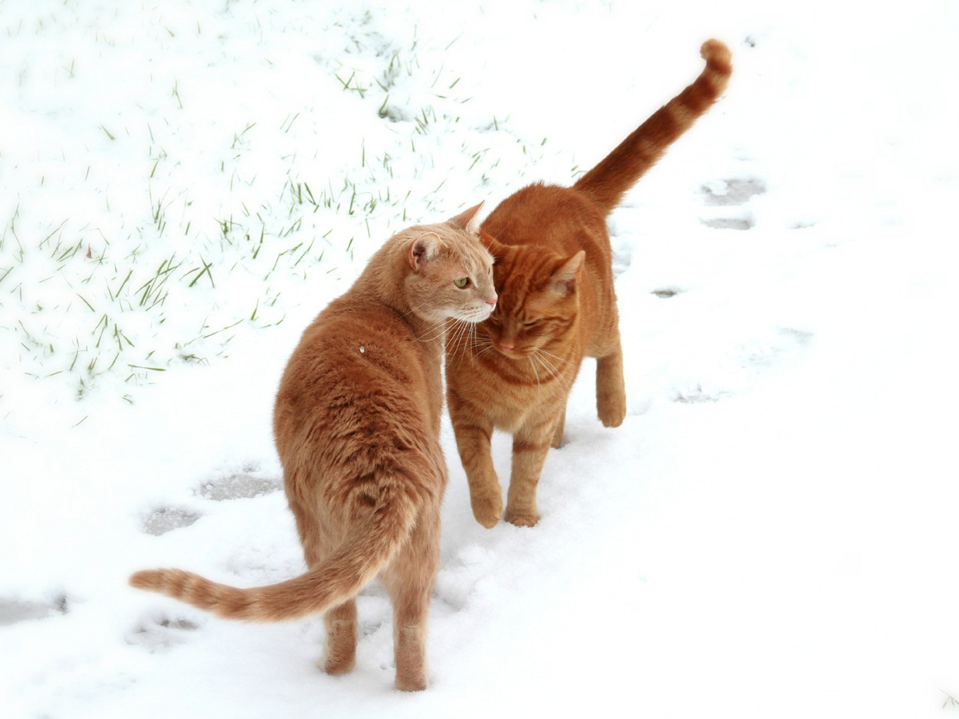 Red cats walking on snow