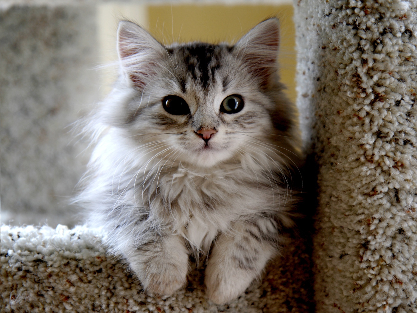 Маленький красивый сибирский кот