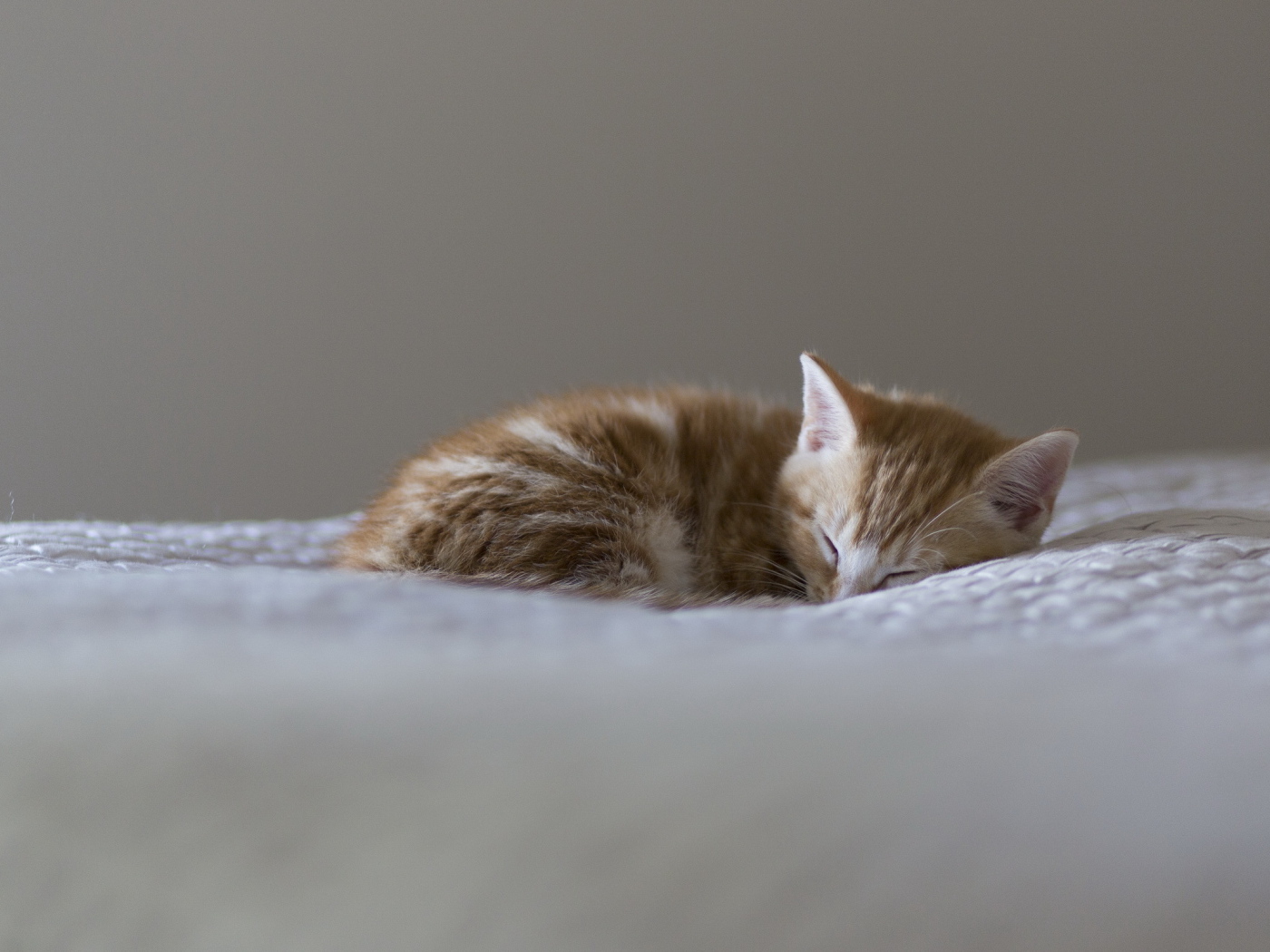 Маленький красивый рыжий кот видит десятый сон