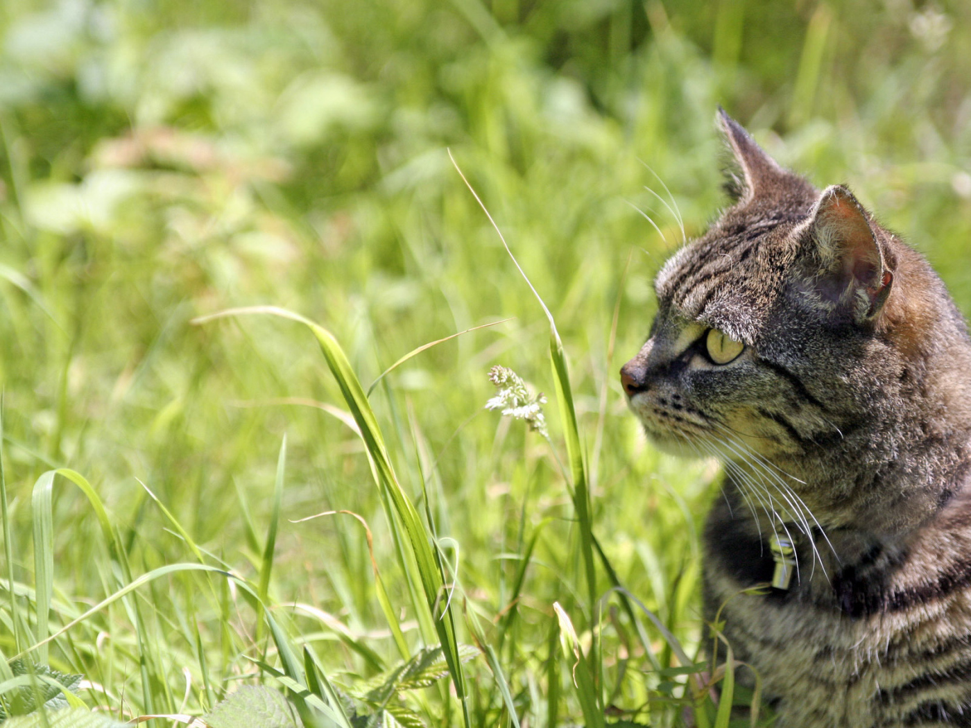 Полосатый кот в траве