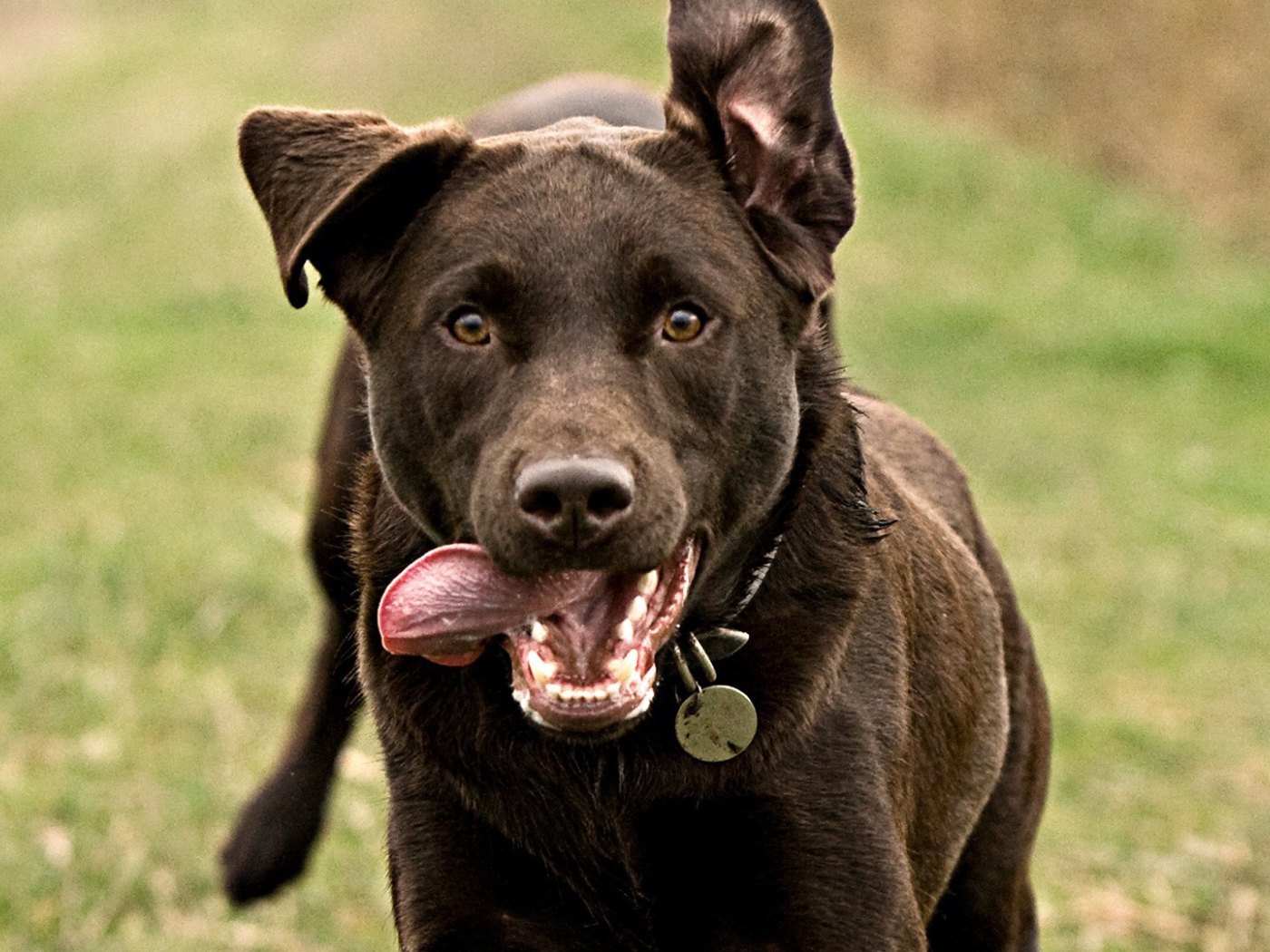 Собака бежит высунув язык