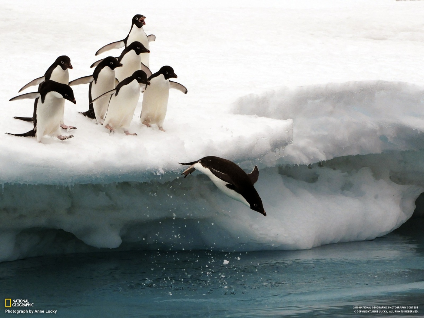 Penguins from ice floe to jump into the water