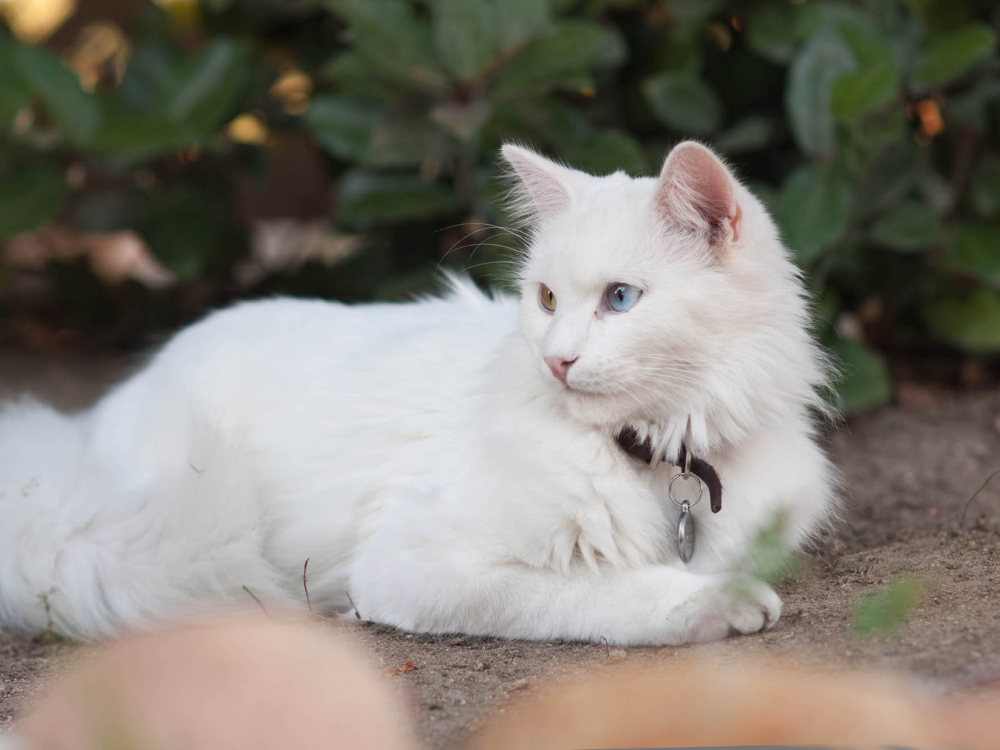 Красивая кошка турецкая ангора