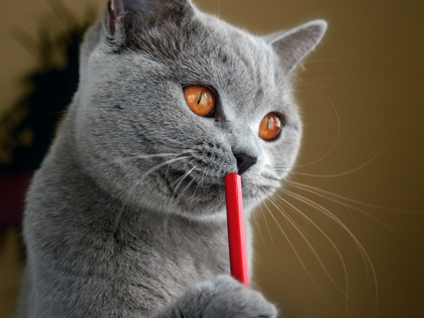 Русская голубая кошка с карандашом