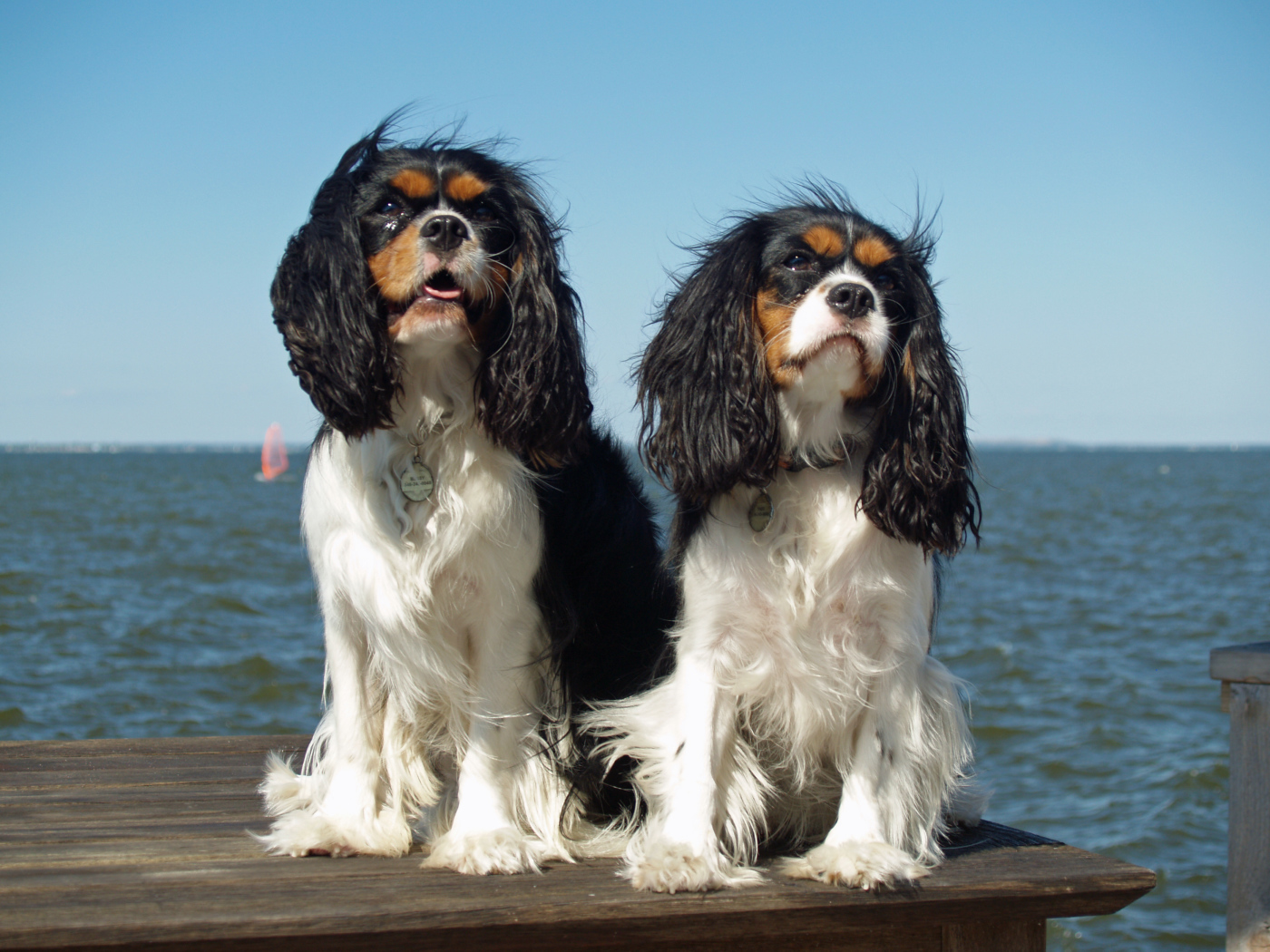 Собаки кавалер кинг чарльз спаниель на фоне моря