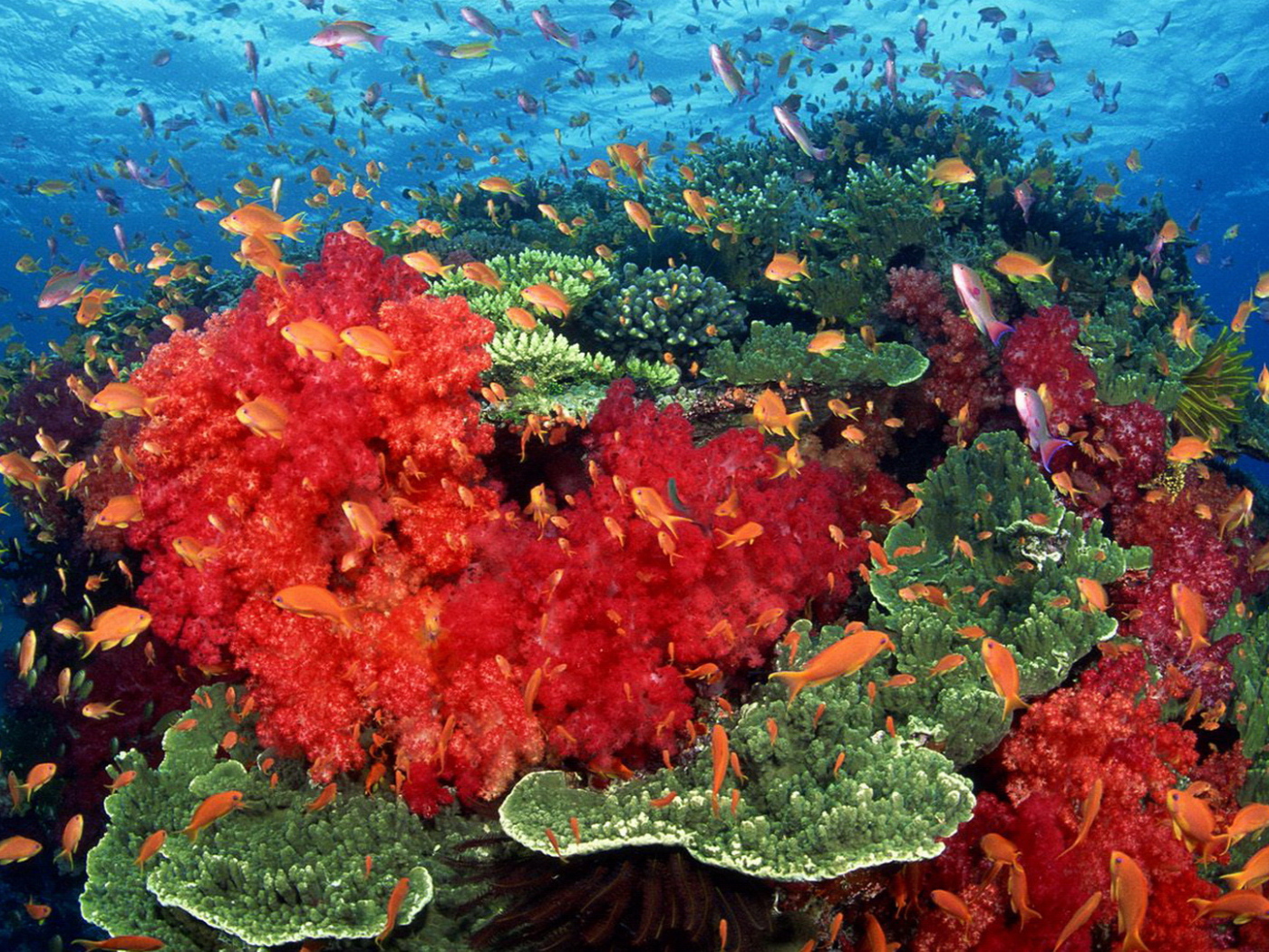 Красные кораллы