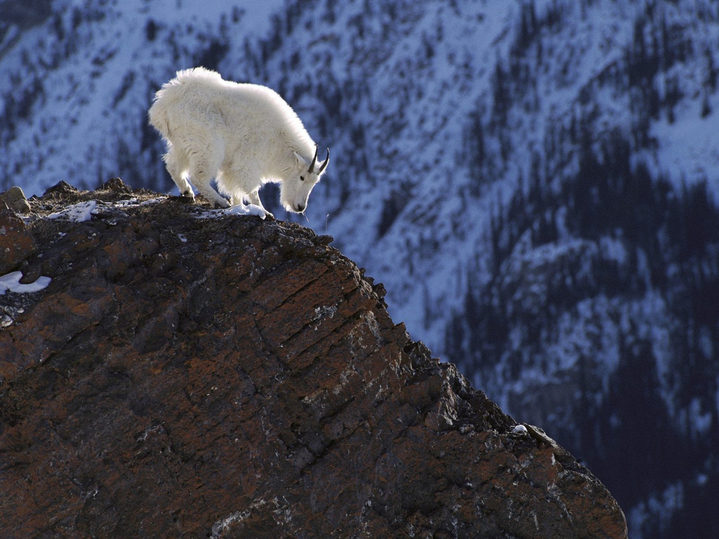 White goat in the mountains