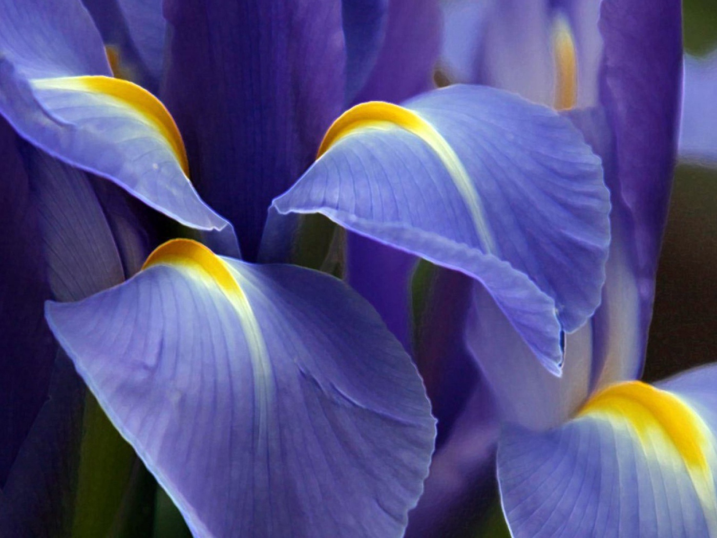 Iris flower close