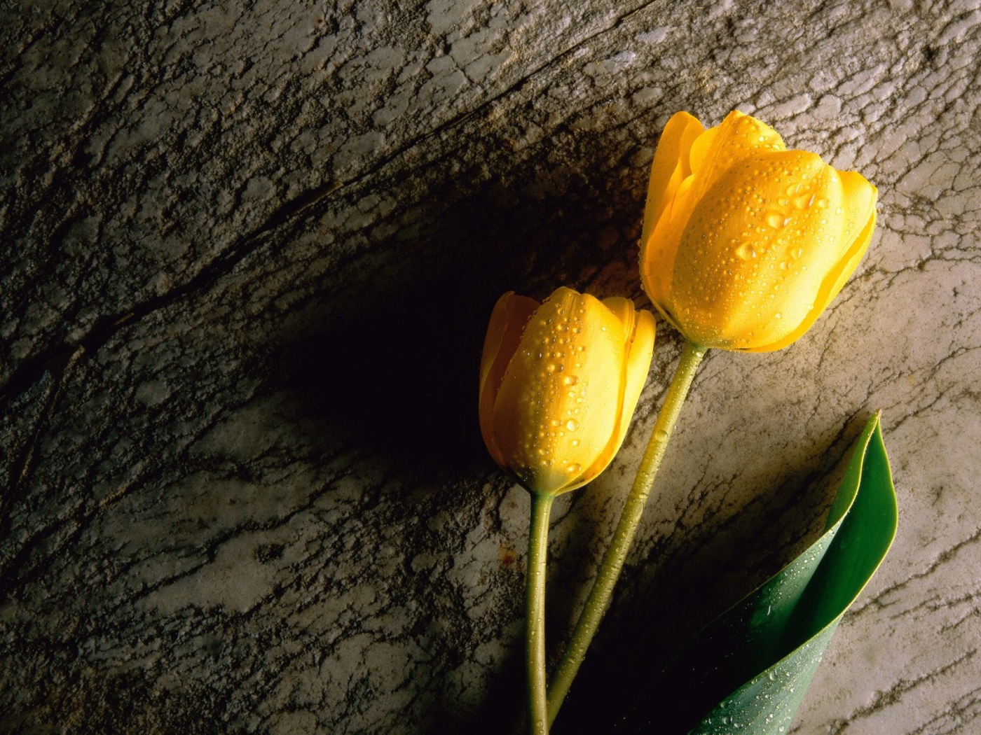 Желтый тюльпан 