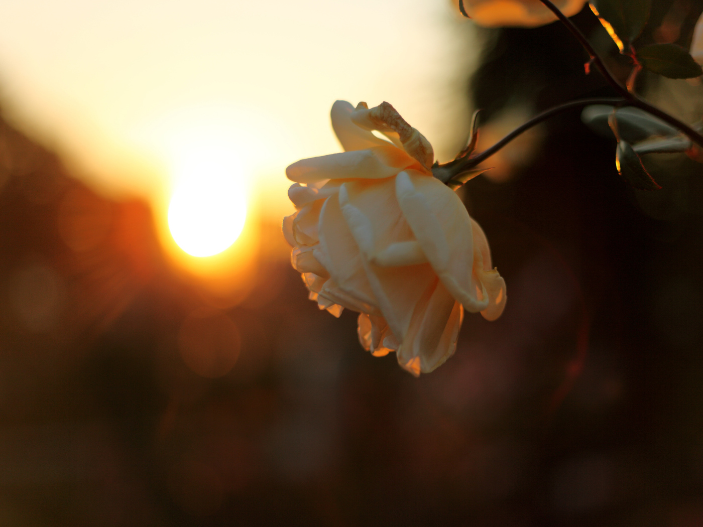 Увядающая роза на закате солнца