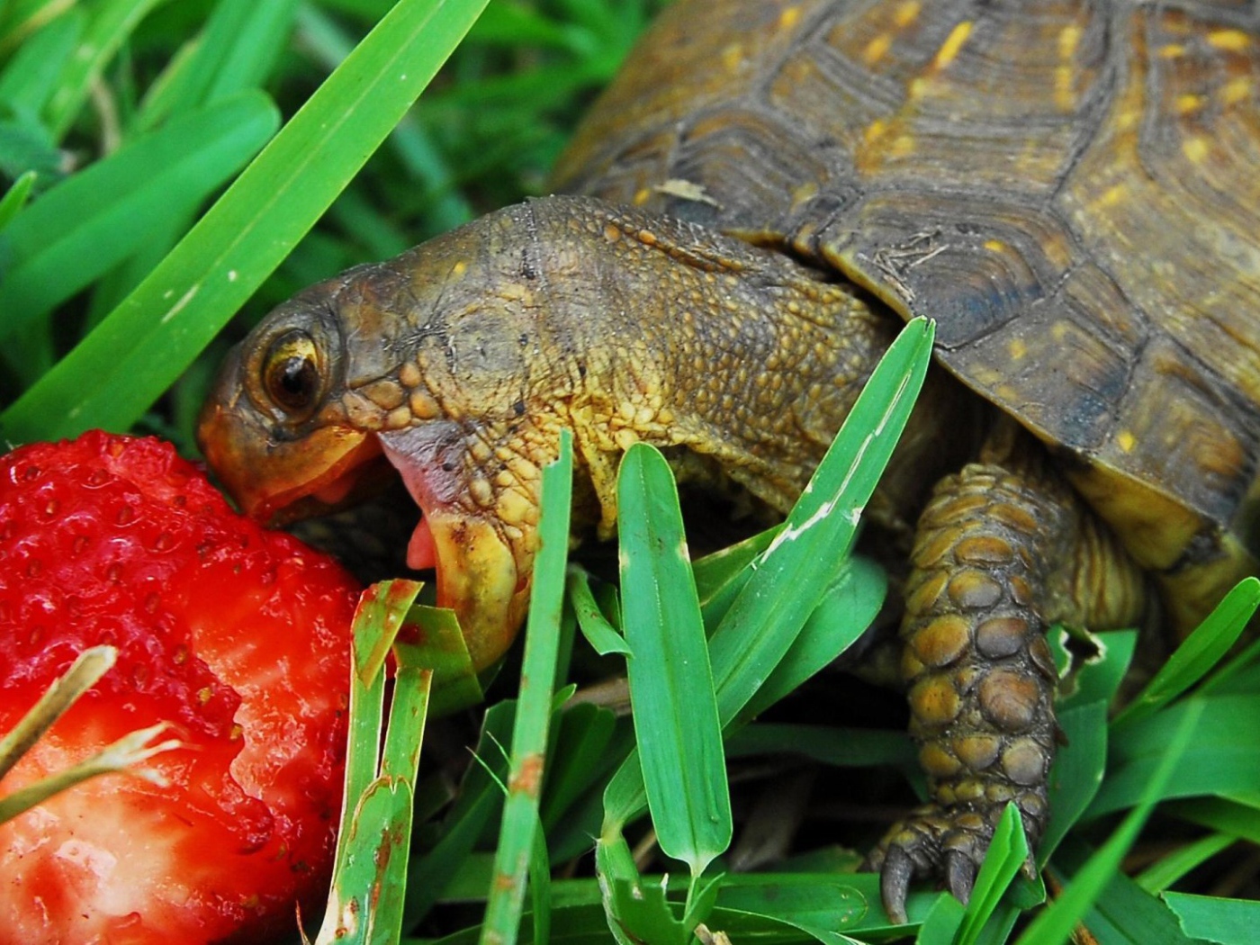 Tortoise eating strawberries