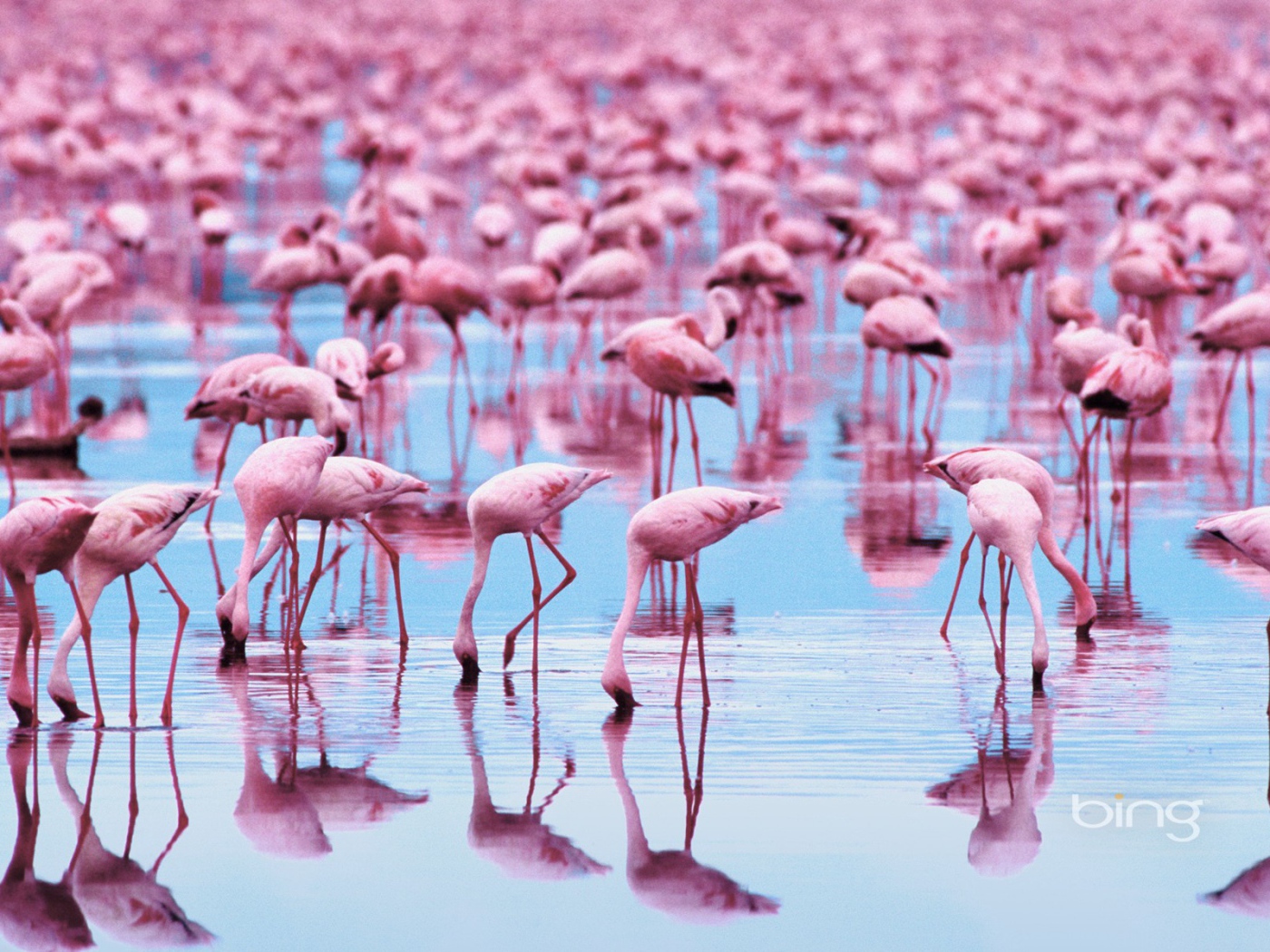 Озеро розовое от обилия фламинго