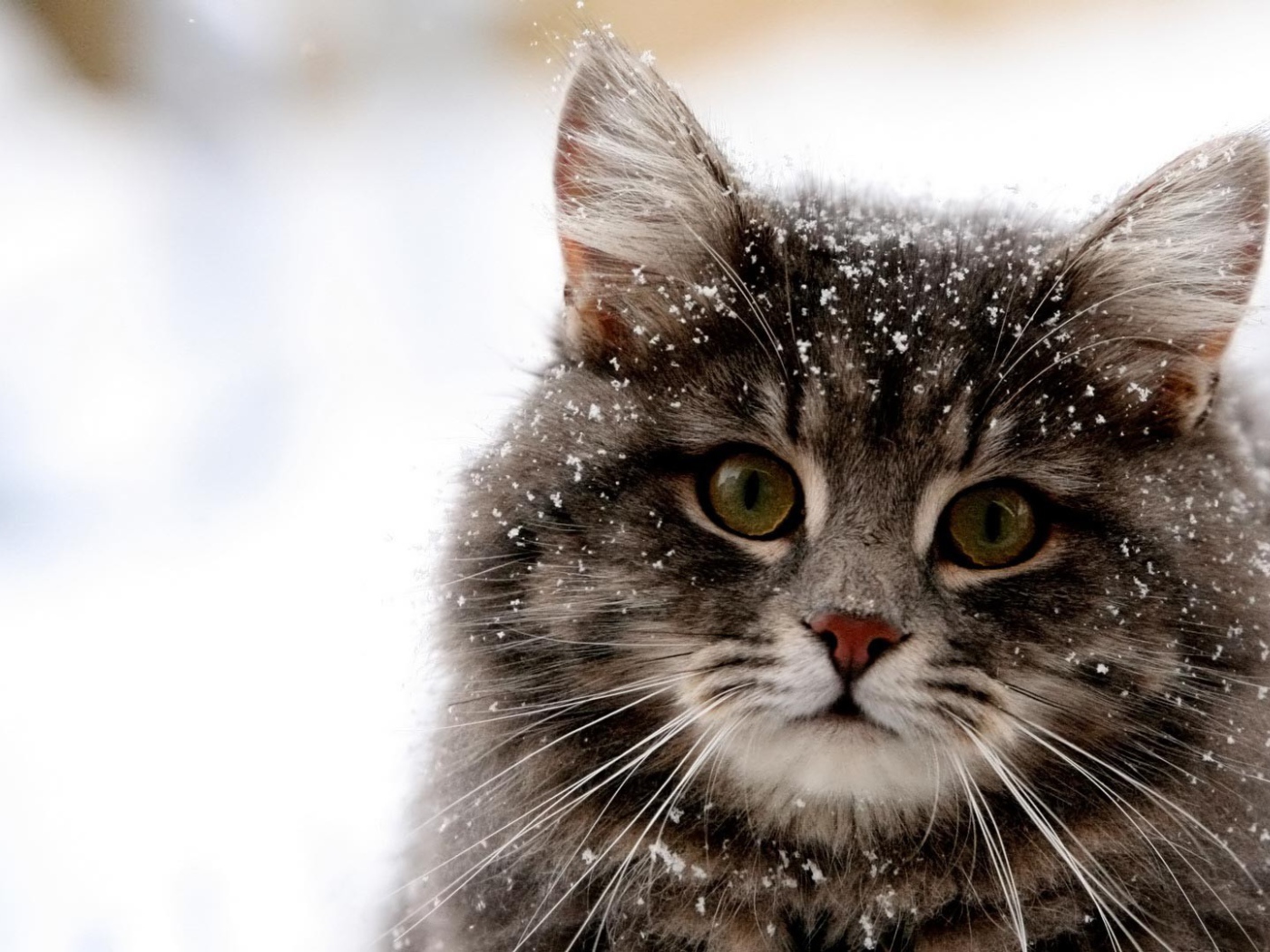 Снег на шерсти кота