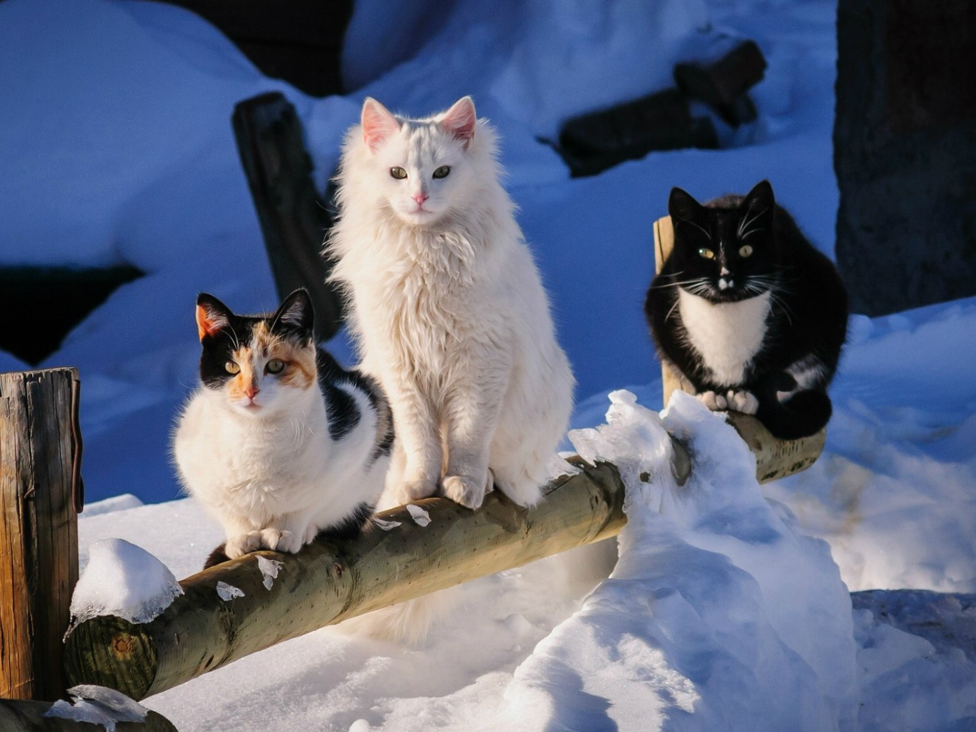 Три кота на деревянном заборе