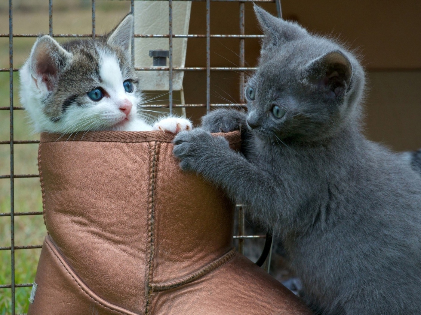 Two kitten playing in the boot