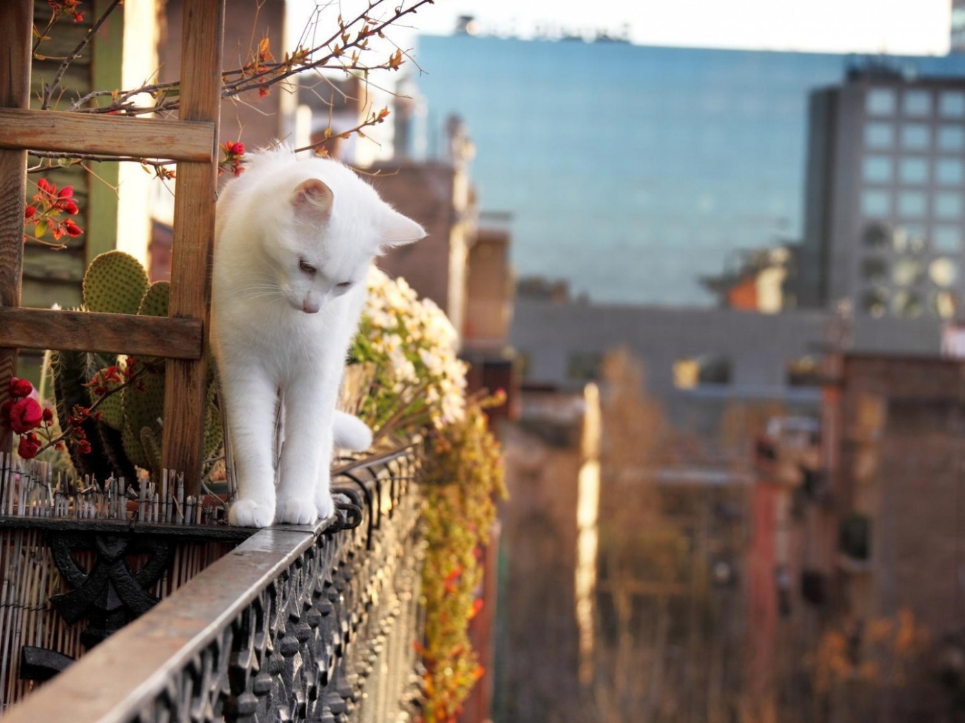 Белый кот на краю балкона