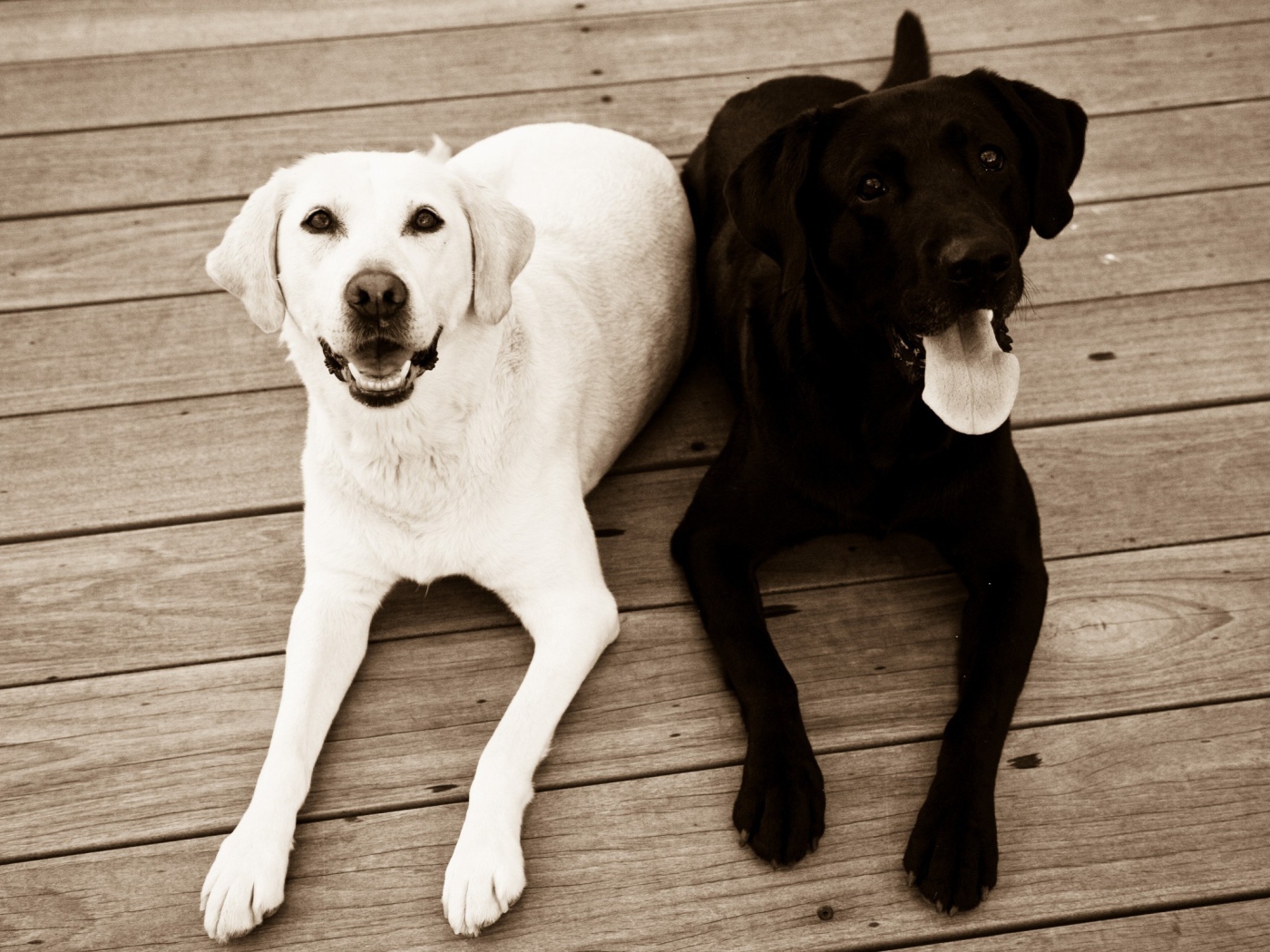 Черная и белая собака на полу